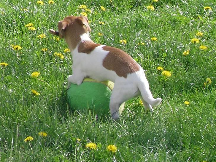 Jack russell terrier Aristo billede 13