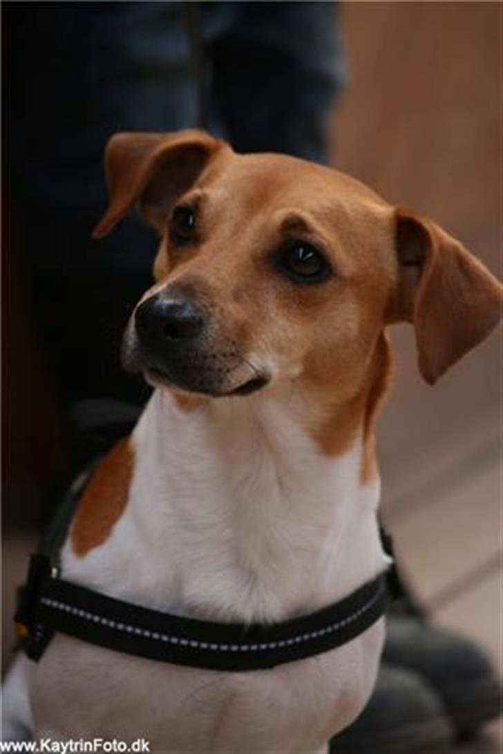 Jack russell terrier Aristo - Taget af: Katrine "Kaytrin foto" billede 14
