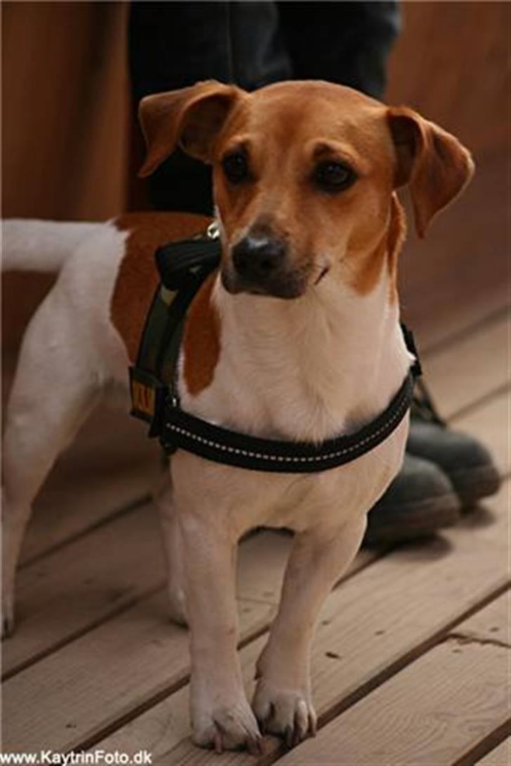 Jack russell terrier Aristo - Taget af: Katrine "Kaytrin foto" billede 15