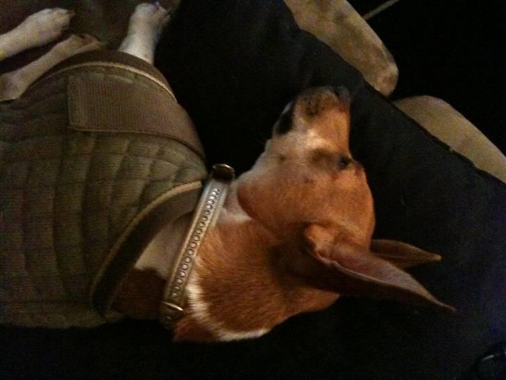 Jack russell terrier Aristo billede 16