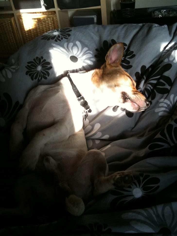 Jack russell terrier Aristo billede 17