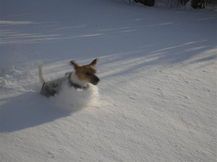 Jack russell terrier Aristo - ELSKER sne billede 18