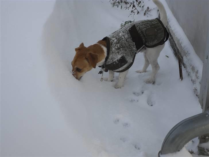Jack russell terrier Aristo billede 19