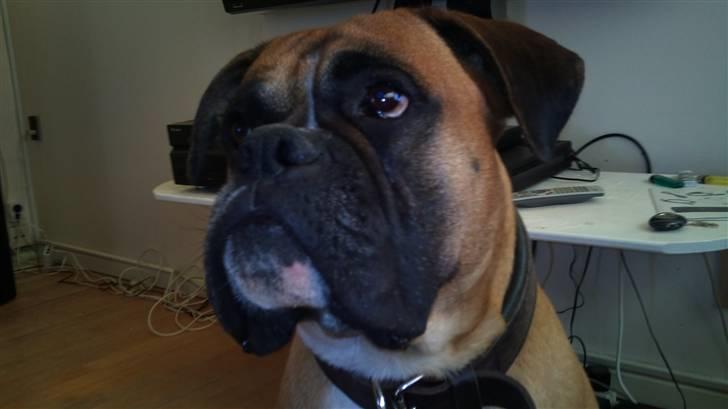 Boxer Buffi billede 1