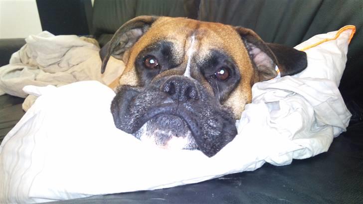 Boxer Buffi billede 3