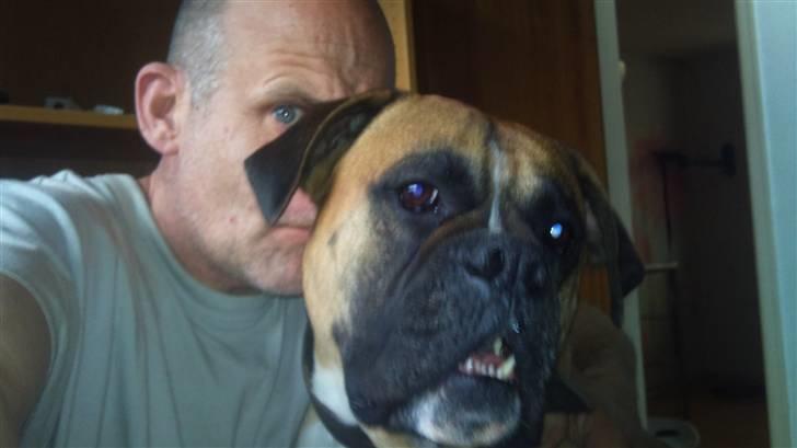 Boxer Buffi billede 4