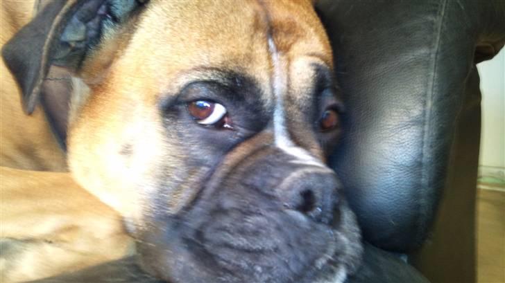 Boxer Buffi billede 6