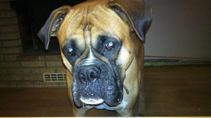 Boxer Buffi billede 9