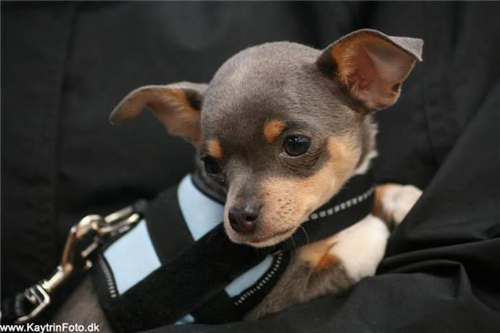 Chihuahua Valentine Chaser **Fået nyt hjem** - Hej og velkommen: Her er Chaser til sit første stævne (hest) Taget af: Katrine "Kaytrin foto" billede 1