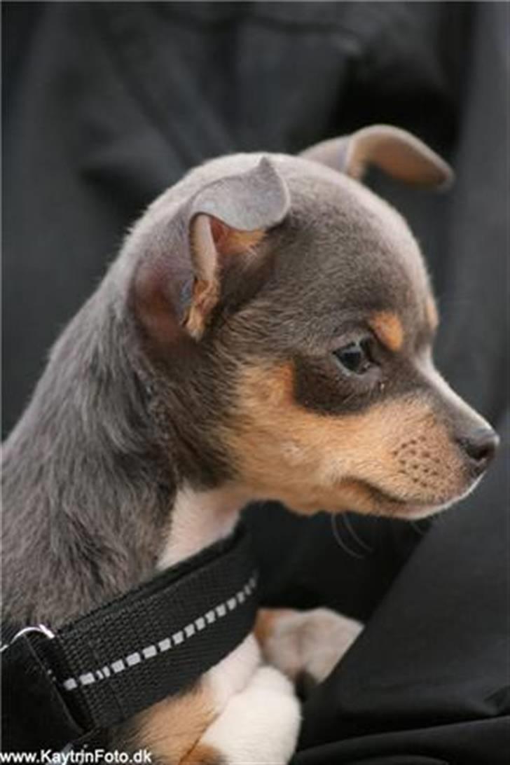 Chihuahua Valentine Chaser **Fået nyt hjem** - Foto: Katrine "Kaytrin foto" billede 2