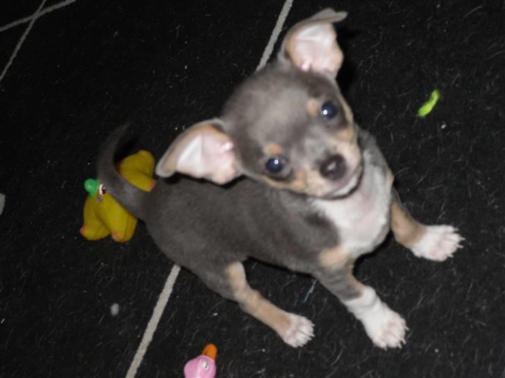 Chihuahua Valentine Chaser **Fået nyt hjem** billede 3