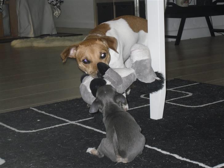 Chihuahua Valentine Chaser **Fået nyt hjem** billede 4