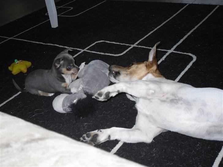 Chihuahua Valentine Chaser **Fået nyt hjem** billede 5