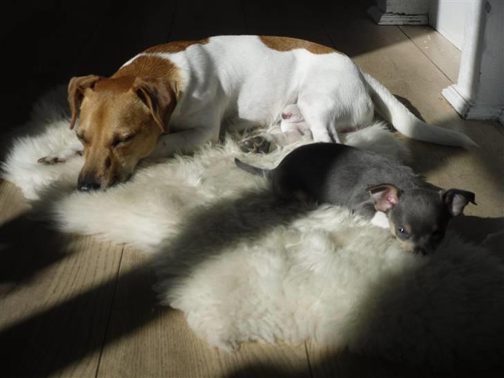 Chihuahua Valentine Chaser **Fået nyt hjem** billede 6