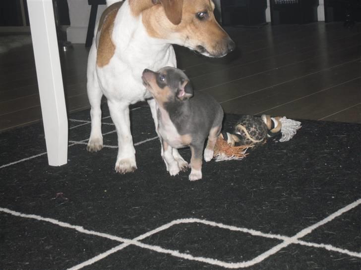 Chihuahua Valentine Chaser **Fået nyt hjem** billede 7