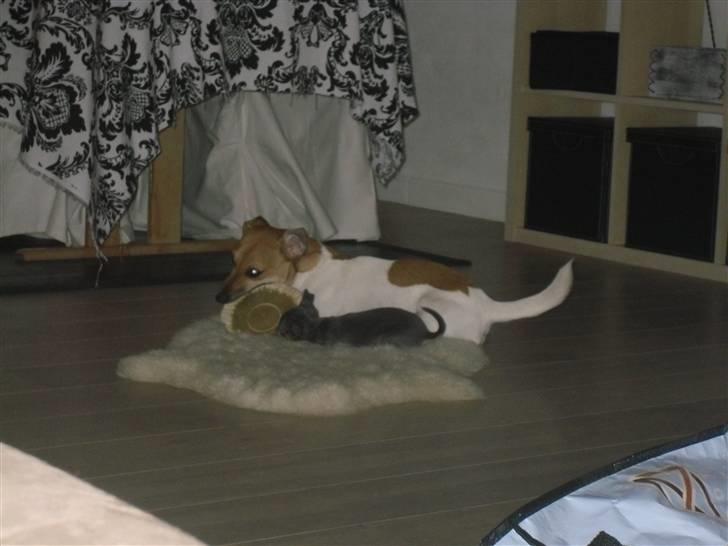 Chihuahua Valentine Chaser **Fået nyt hjem** - Som brødre vi deler billede 8