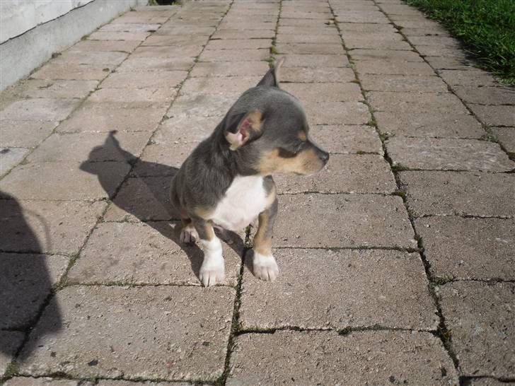 Chihuahua Valentine Chaser **Fået nyt hjem** billede 9