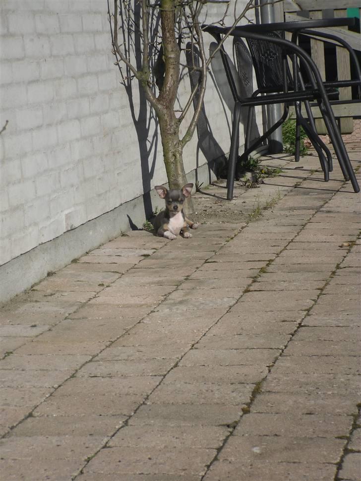 Chihuahua Valentine Chaser **Fået nyt hjem** billede 10