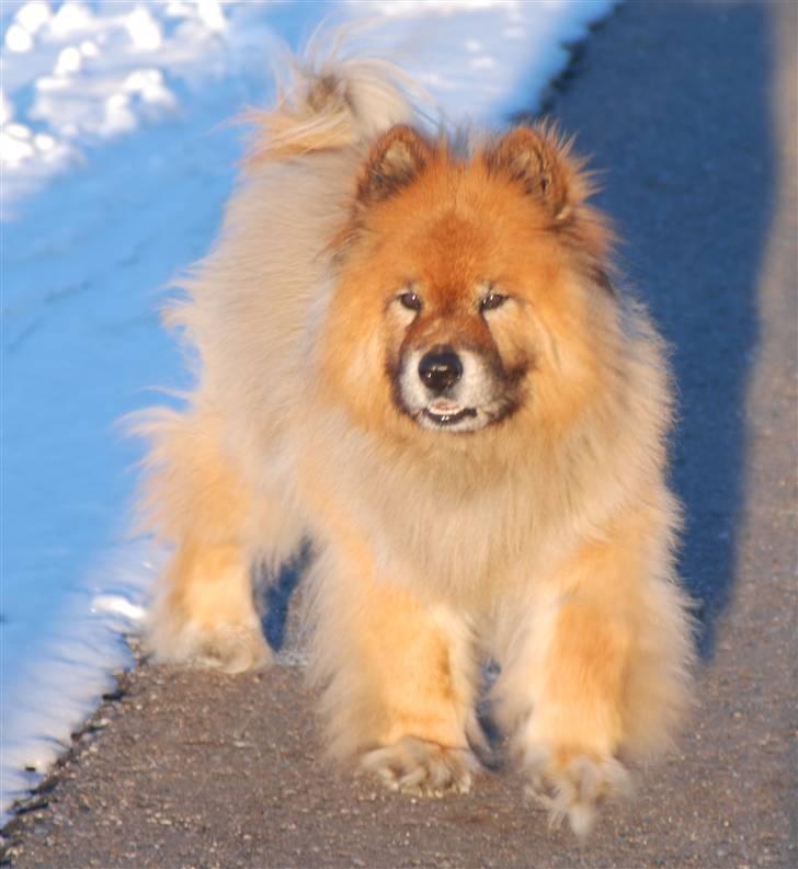 Eurasier Nemo (Beebob) R.I.P. - Starten af marts 2010, der efter gik det hurtigt nedad :( billede 20