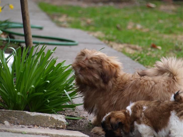 Shih tzu Valentina (Kaldt Kiko) billede 13