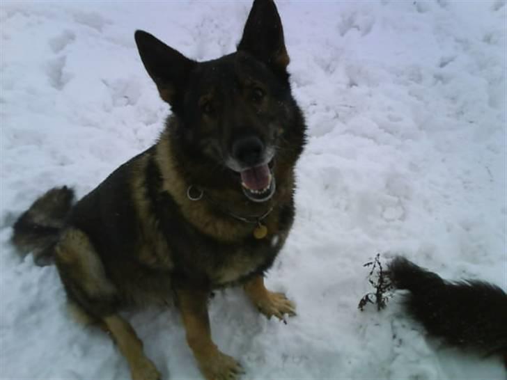 Schæferhund 'Tyson <3  Død:'( - Tyson og Uffe i sneen(: billede 11