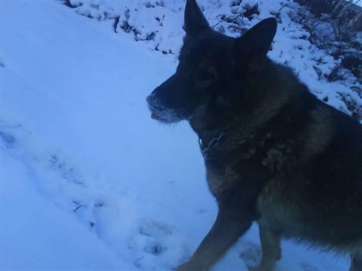 Schæferhund 'Tyson <3  Død:'( - umm Sne (: billede 12