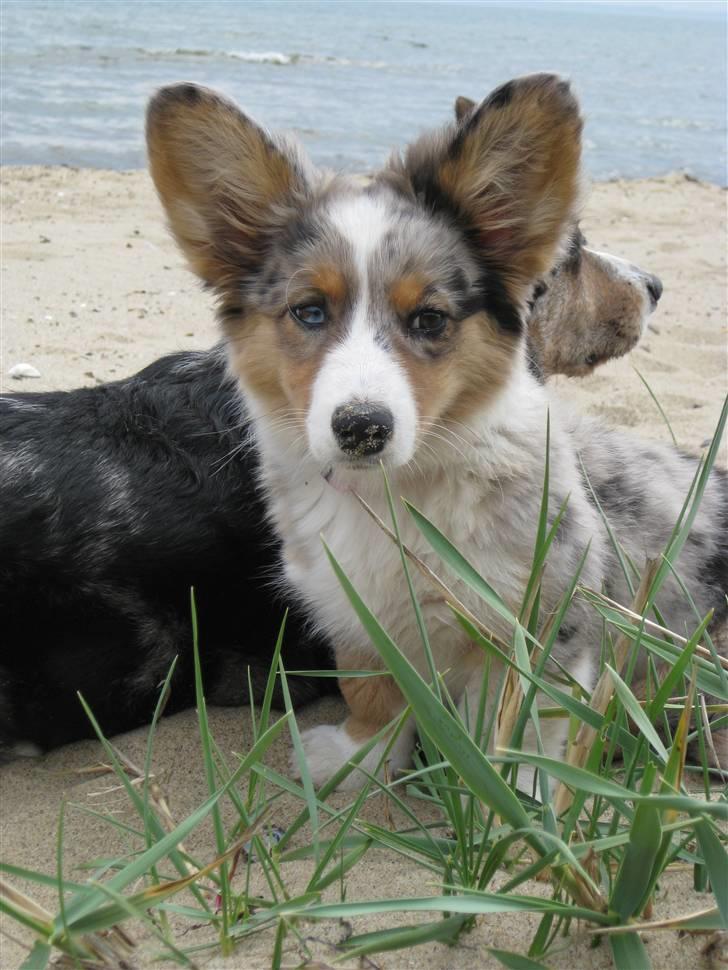 Welsh corgi cardigan Smartie`s Fina Fleur billede 1