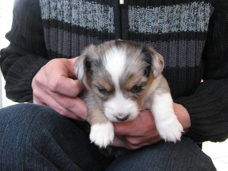 Welsh corgi cardigan Smartie`s Fina Fleur billede 2