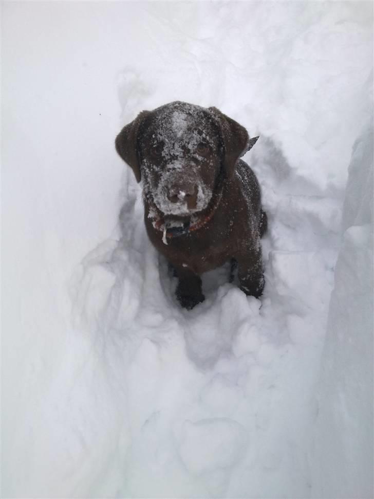 Labrador retriever Pusle - En isbjørn?? billede 6