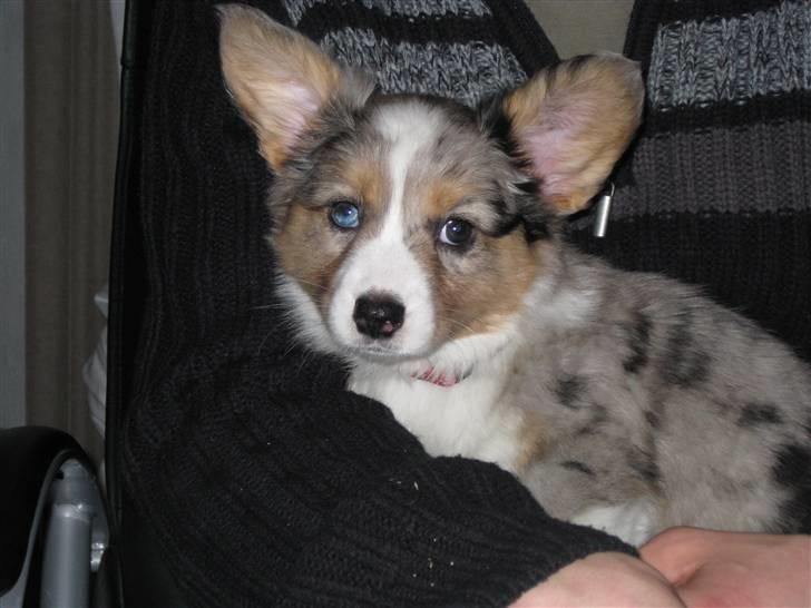 Welsh corgi cardigan Smartie`s Fina Fleur - Den dag vi hentede Fina billede 3