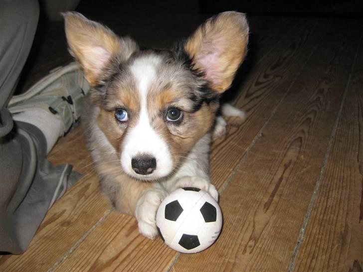 Welsh corgi cardigan Smartie`s Fina Fleur billede 4