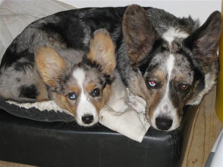 Welsh corgi cardigan Smartie`s Fina Fleur billede 5