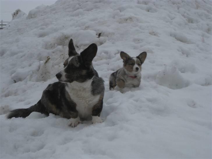 Welsh corgi cardigan Smartie`s Fina Fleur - Fina ude og lege i sne med Basse billede 6