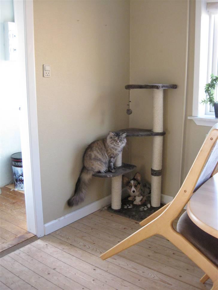 Welsh corgi cardigan Smartie`s Fina Fleur billede 7