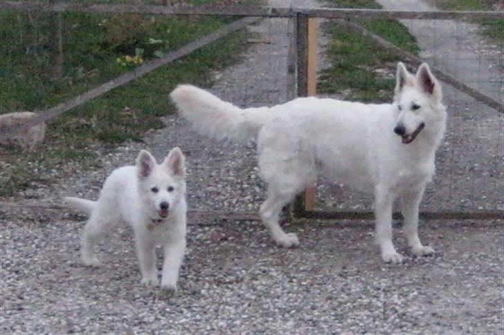 Hvid Schweizisk Hyrdehund Mimmie - Mimmi og Cherie billede 2
