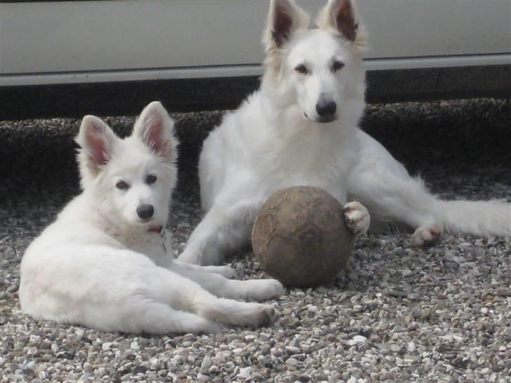 Hvid Schweizisk Hyrdehund Mimmie - Mimmi og Cherie billede 3