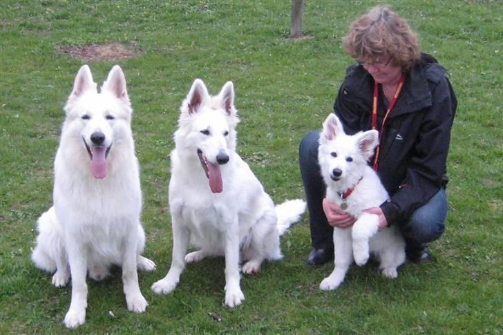 Hvid Schweizisk Hyrdehund Mimmie billede 4