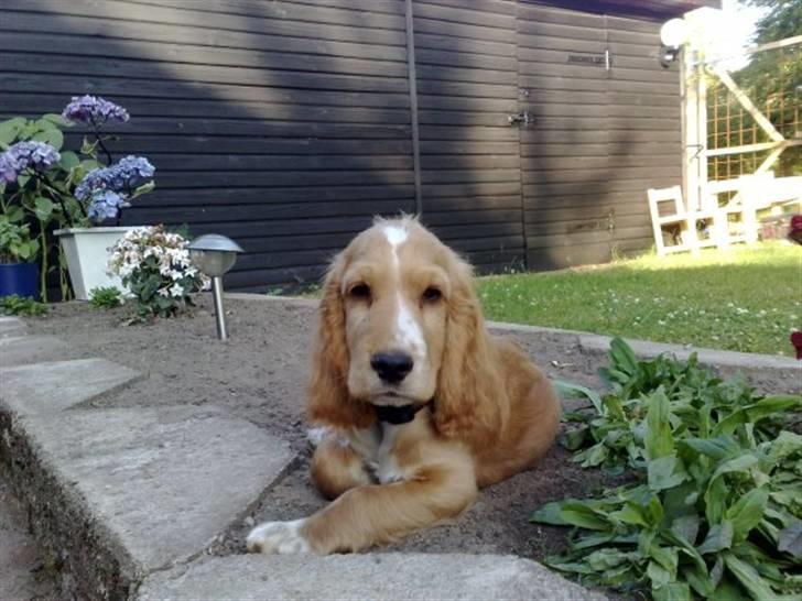 Cocker spaniel Preben (stift) billede 1