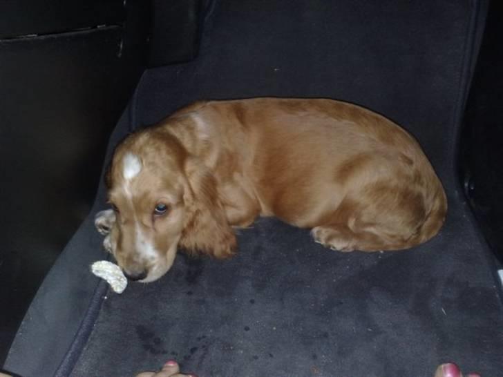 Cocker spaniel Preben (stift) billede 2