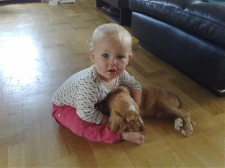 Cocker spaniel Preben (stift) billede 3