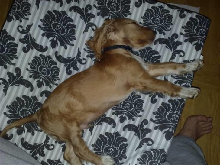 Cocker spaniel Preben (stift) billede 4