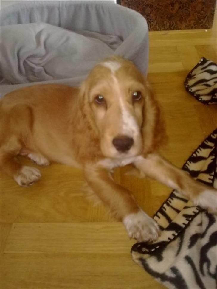 Cocker spaniel Preben (stift) billede 5