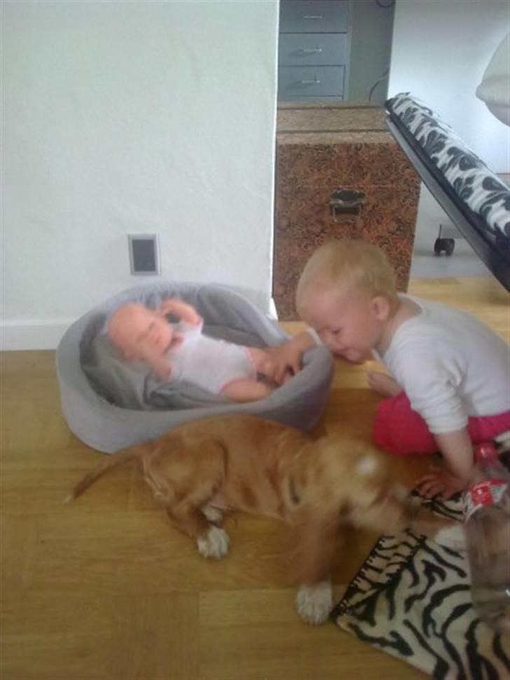 Cocker spaniel Preben (stift) billede 6