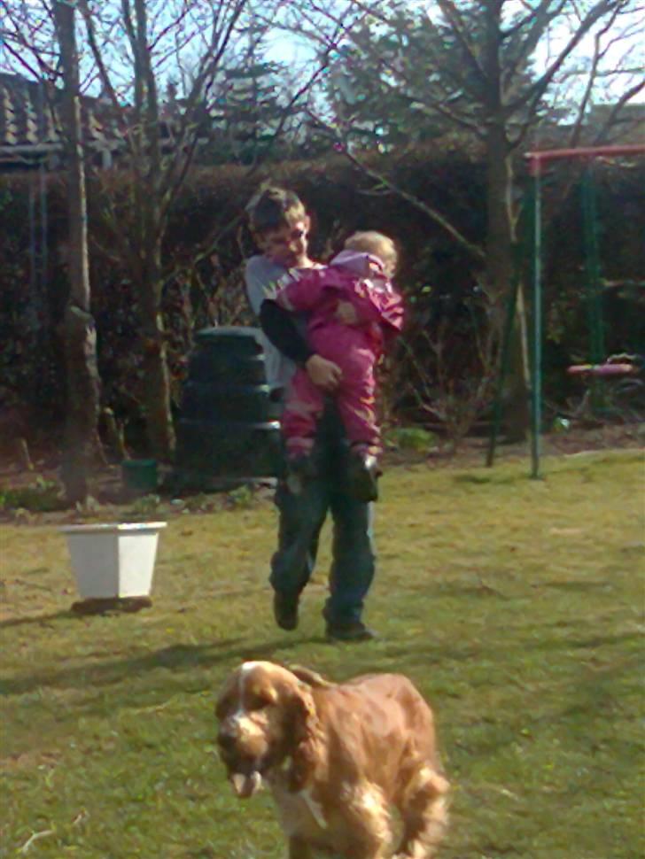 Cocker spaniel Preben (stift) billede 7