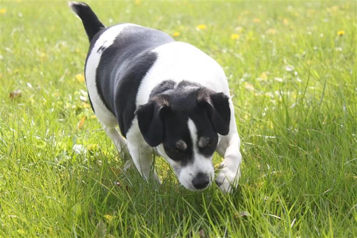 Dansk svensk gaardhund Smut billede 6