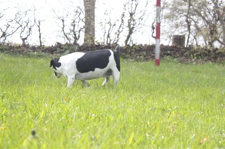 Dansk svensk gaardhund Smut billede 7