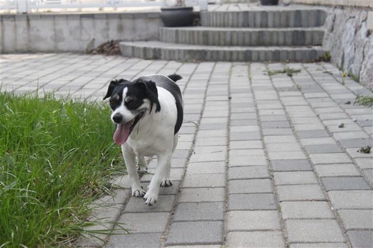 Dansk svensk gaardhund Smut billede 8