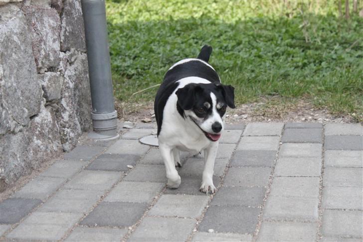 Dansk svensk gaardhund Smut billede 9