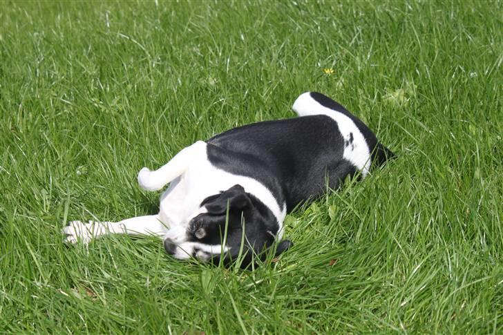 Dansk svensk gaardhund Smut billede 10