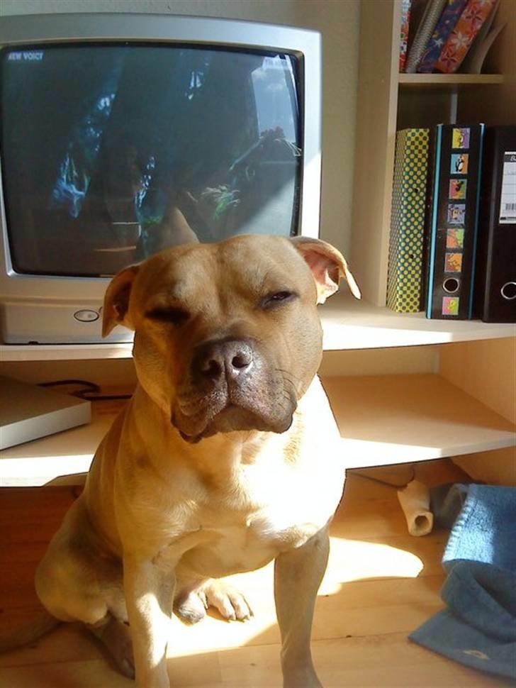 Blanding af racer Joe (himmelhund) - April 2010.. Lækre fyr ;) billede 20